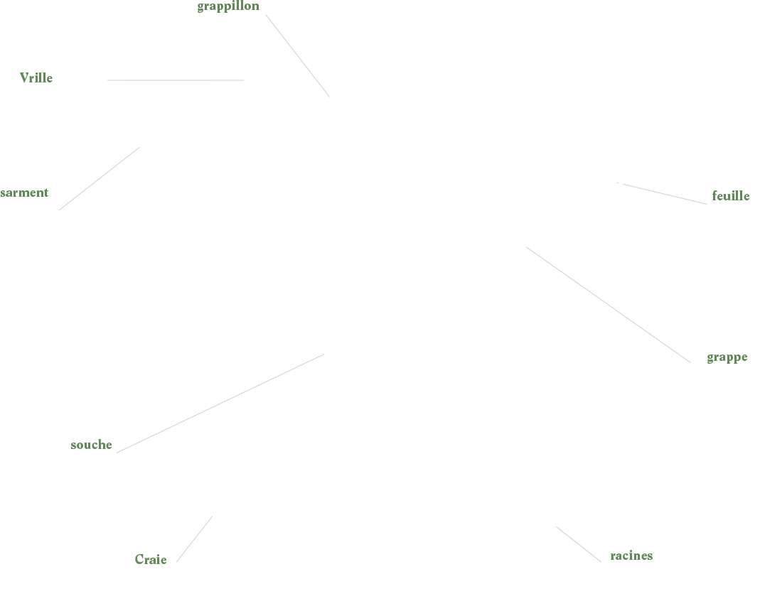 Anatomie d'un Cep de vigne